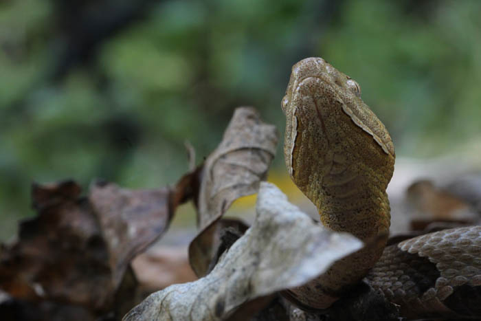 Copperhead